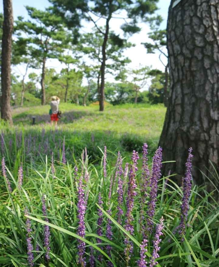 수원 노송공원 맥문동