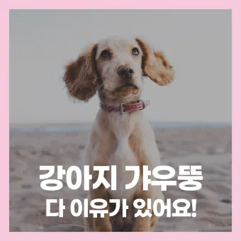 강아지 고개 갸우뚱 이유 의미 뜻_15