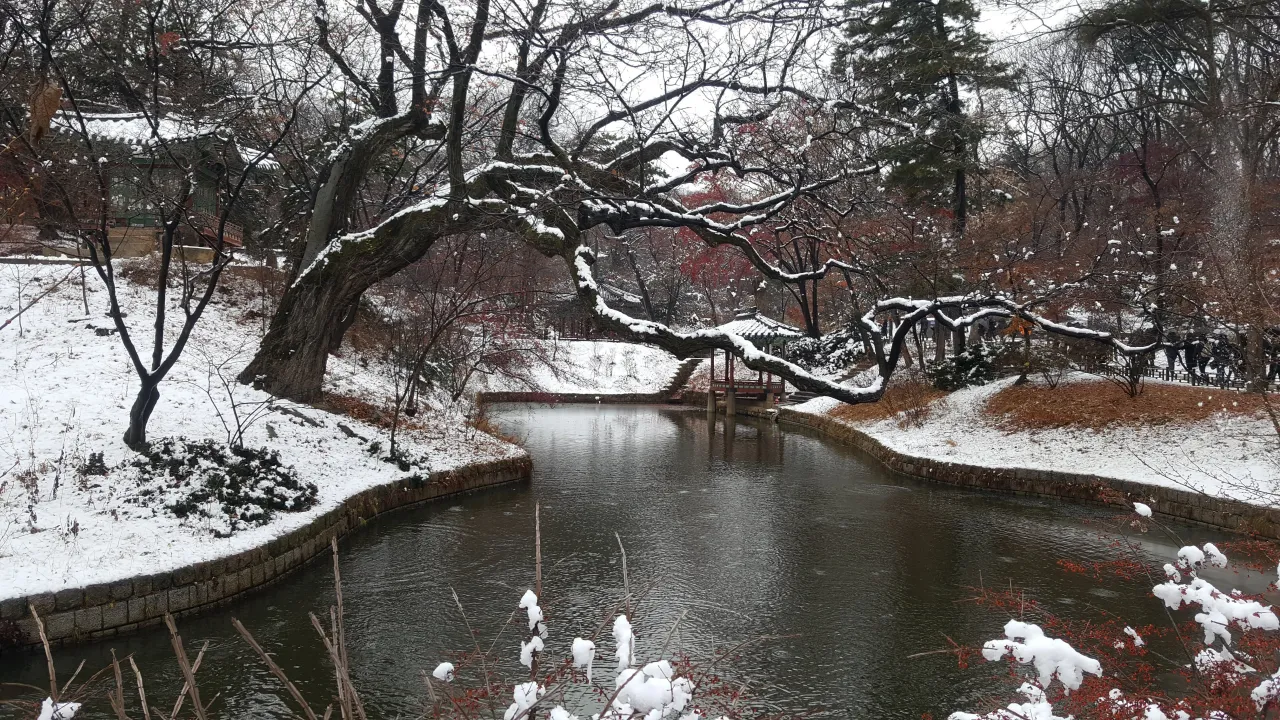 연못-바로옆-휘어진-소나무-눈쌓인-모습