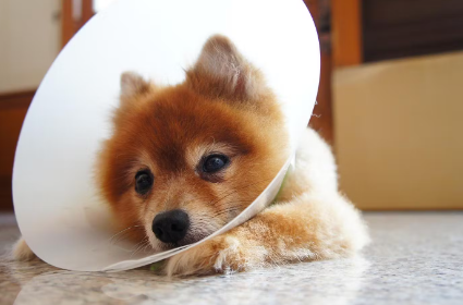 거세 후 강아지