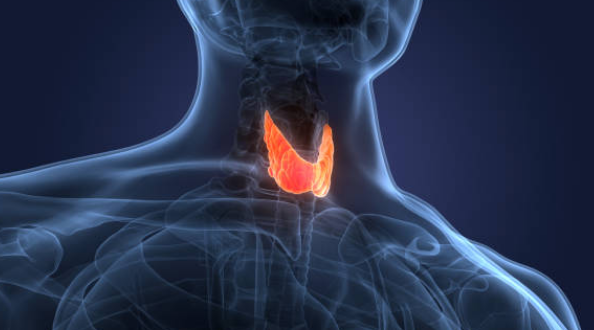갑상선 기능 저하증 증상, 좋은음식, 수치 총정리 (2024ver)