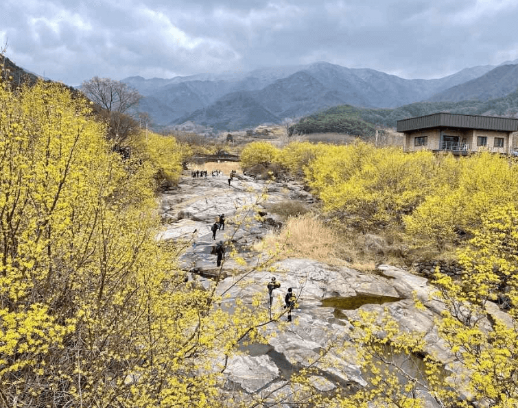 2025 구례산수유축제 관련사진