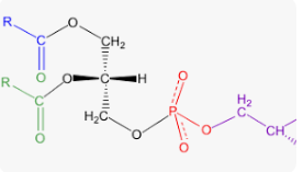 포스파티딜 세린 추천