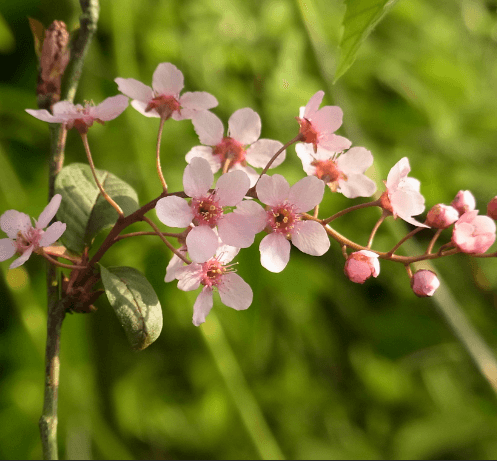 귀룽나무 포토 꽃 꽃말 열매 잎 묘목 사러가기