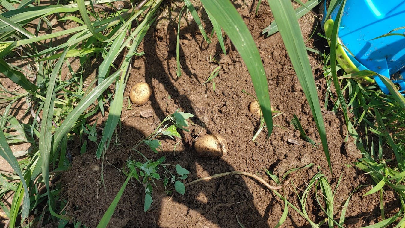 균일하지는 않지만 잘 커준 감자