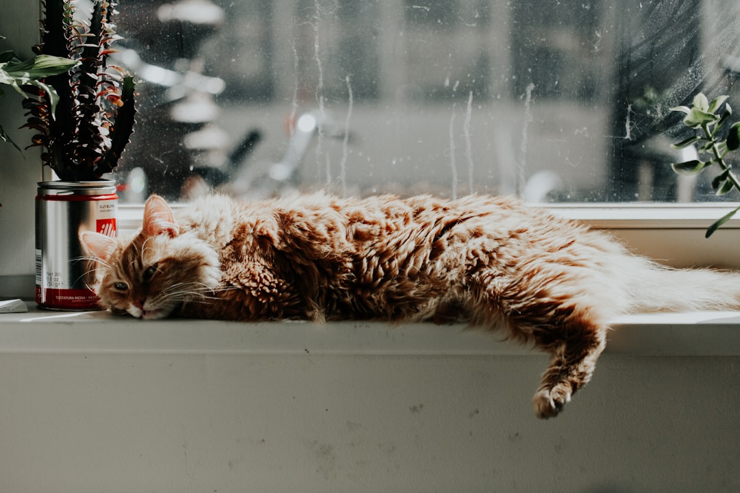 Feline