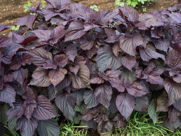 깻잎 효능 12가지와 부작용 및 하루 권장량 보관법 고르는 법