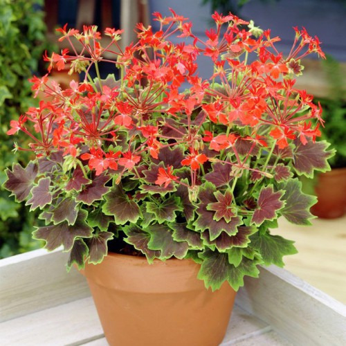 보기 좋고 해충도 쫓는, 집 안 식물 BEST 7