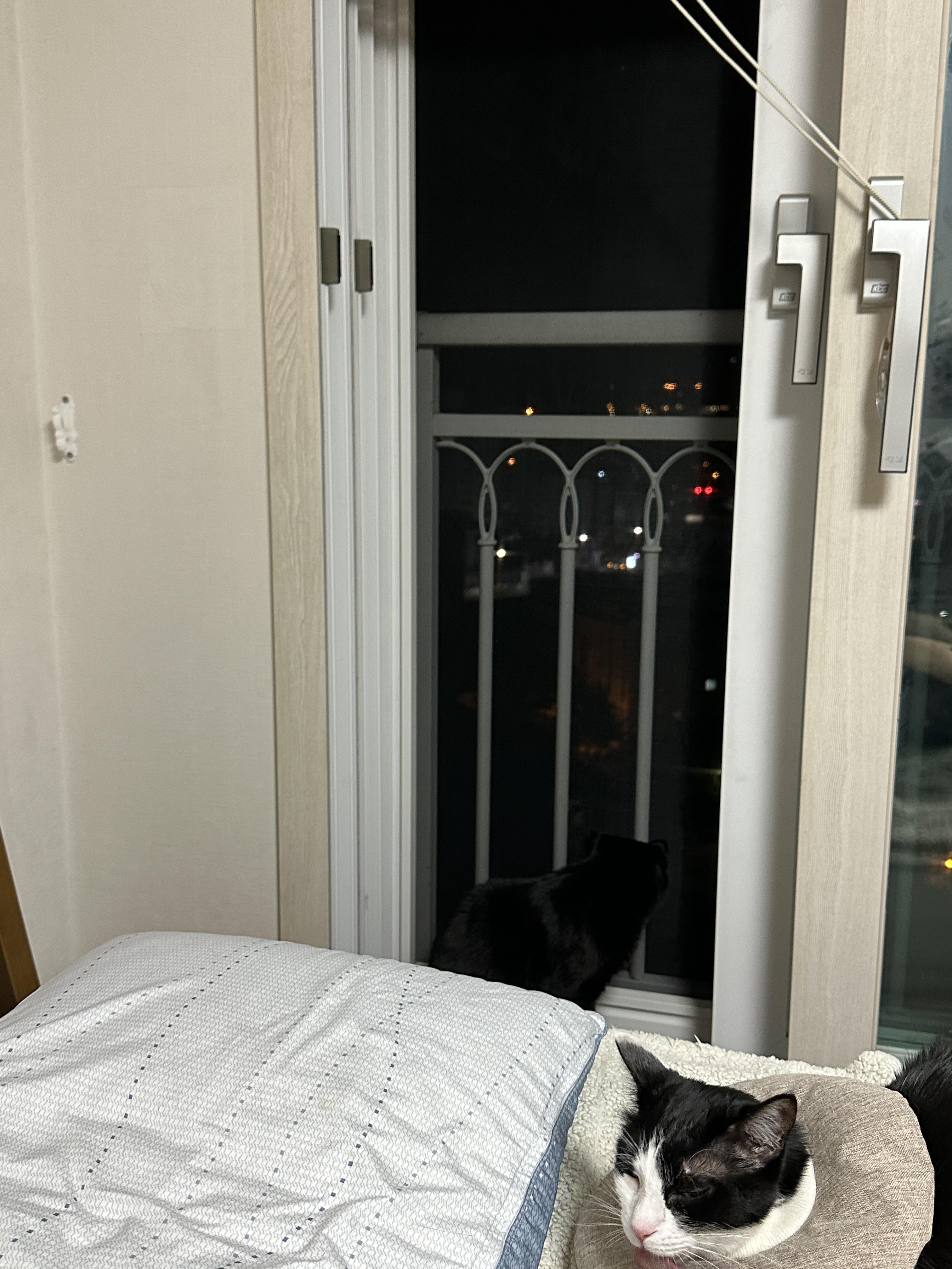 밤에_창밖_구경중인_올블랙고양이_건이