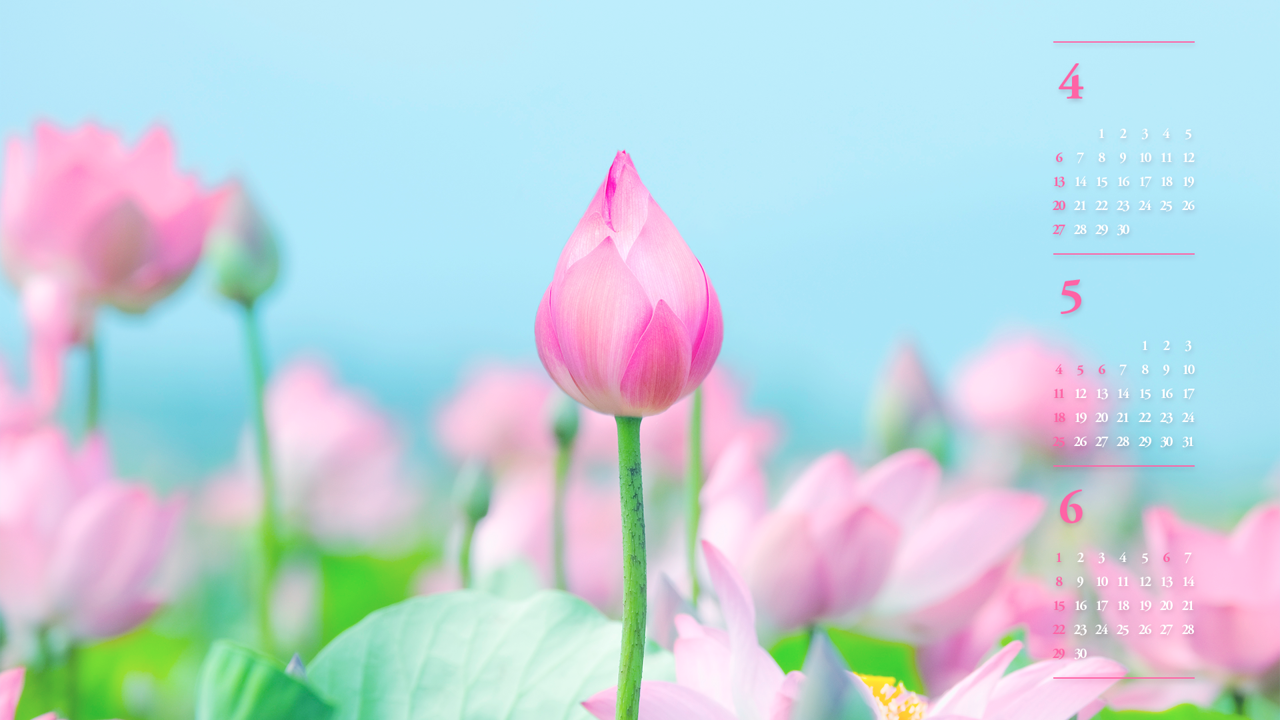 03 연꽃 꽃봉오리 B - 2025년5월 노트북배경화면