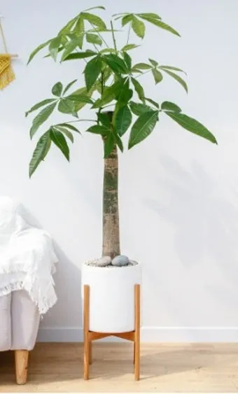 집에서 기르기 쉬운 실내 식물 추천_9