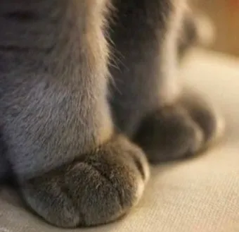 고양이가 발 핥는 이유_13