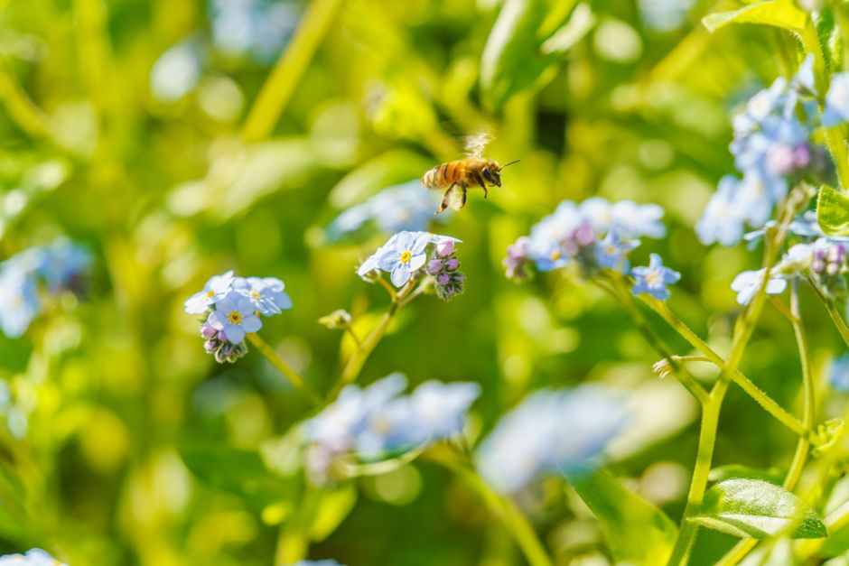 A bee hovers over bright forget-me-not flowers in a vibrant spring garden.