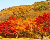 단풍여행 1박2일 버스 단풍구경