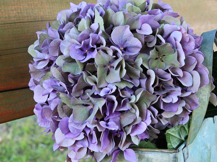 수국, 한국수국,일본수국