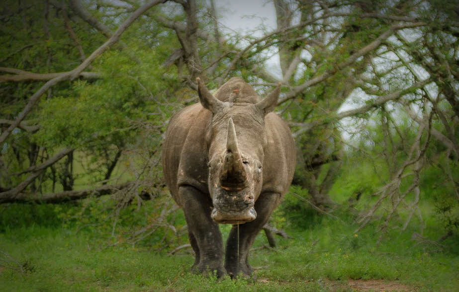 밀렵과 불법 야생동물 거래의 경제학 – 세계적으로 불법 밀거래 산업이 어떻게 돌아가는가?