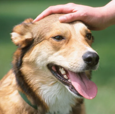 강아지 사람 좋아하는 이유&amp;#44; 유전자 변형 때문이라고?!