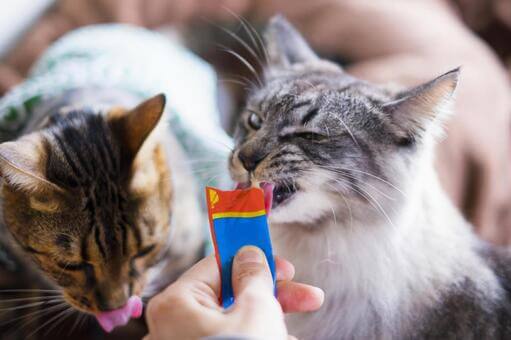 고양이츄르 구매가이드