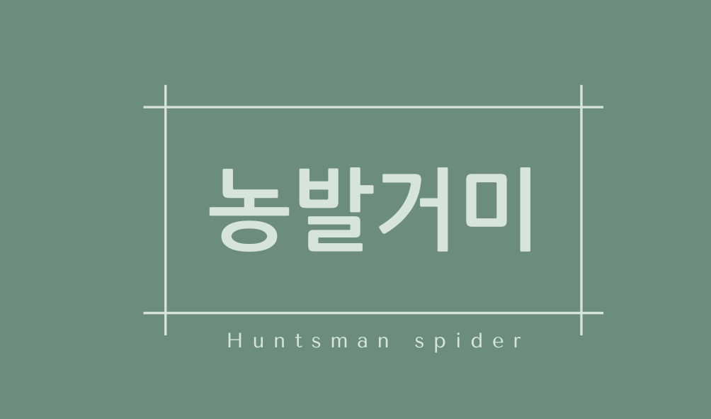 농발거미(Huntsman spider)
