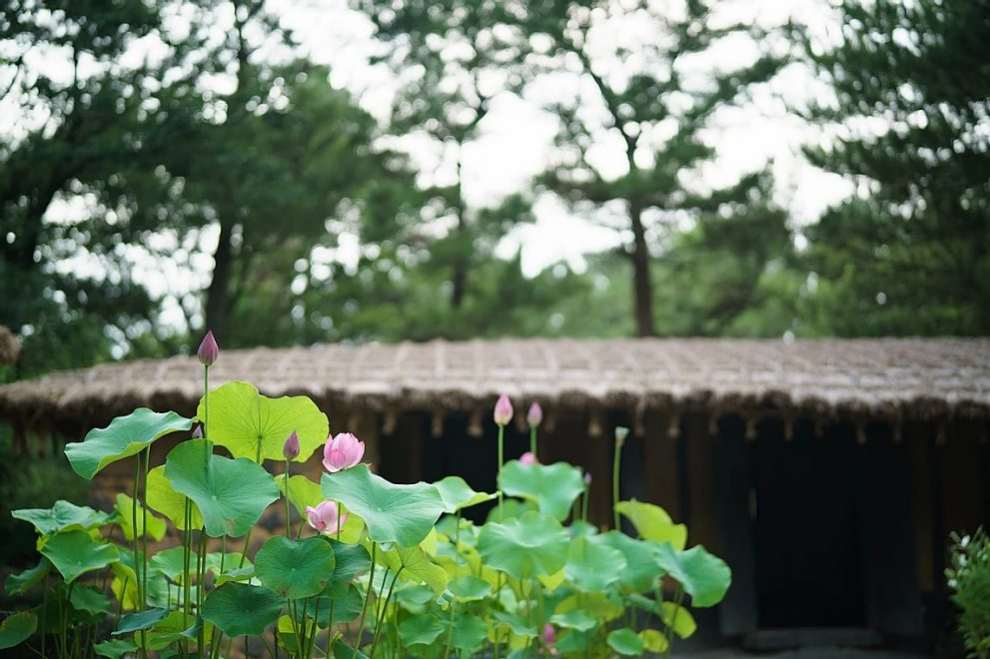 한림공원 연꽃축제