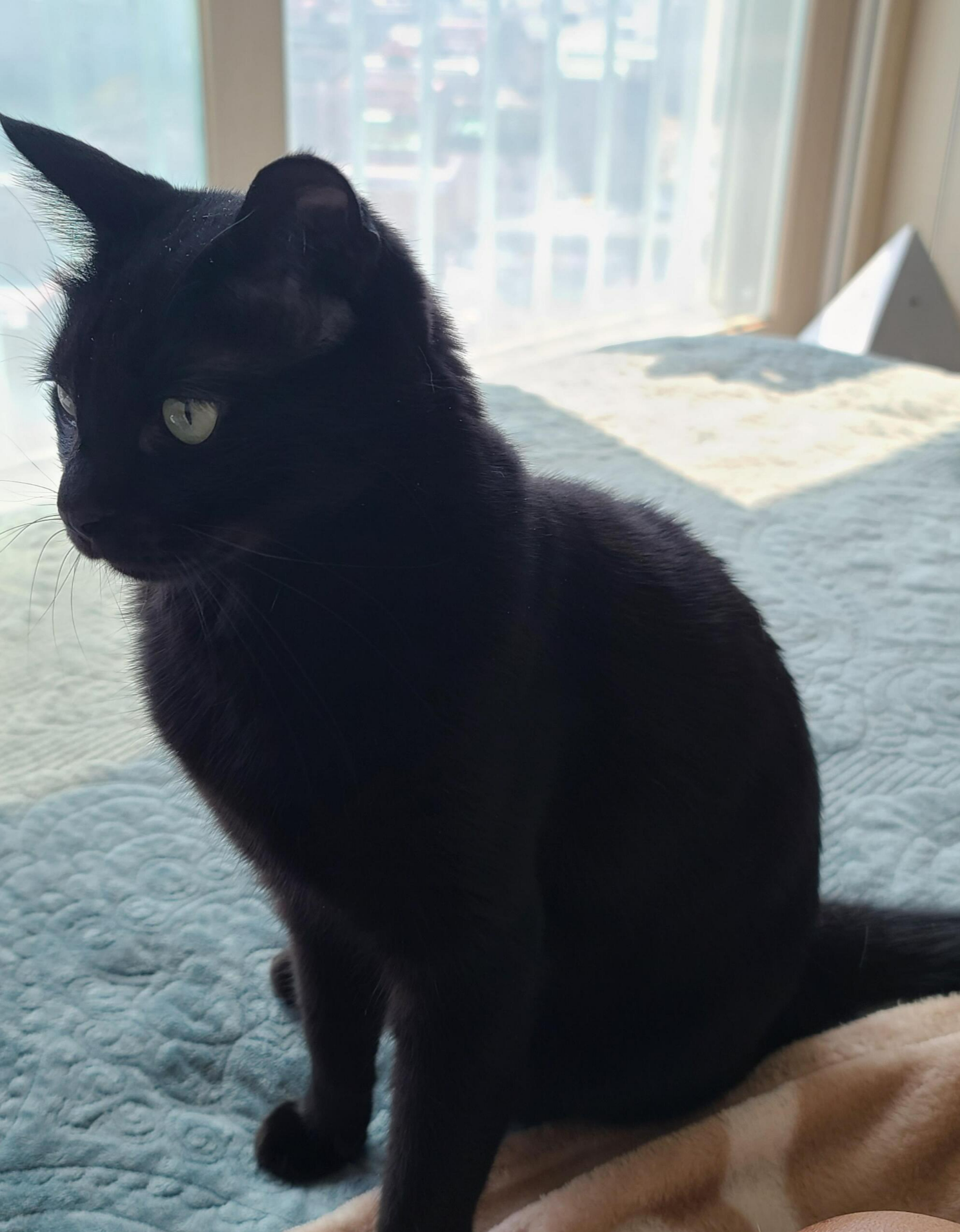 일요일 아침. 봄햇살에 기분이 좋은 고양이들.