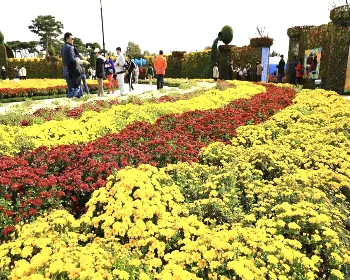 함평 국화축제_7