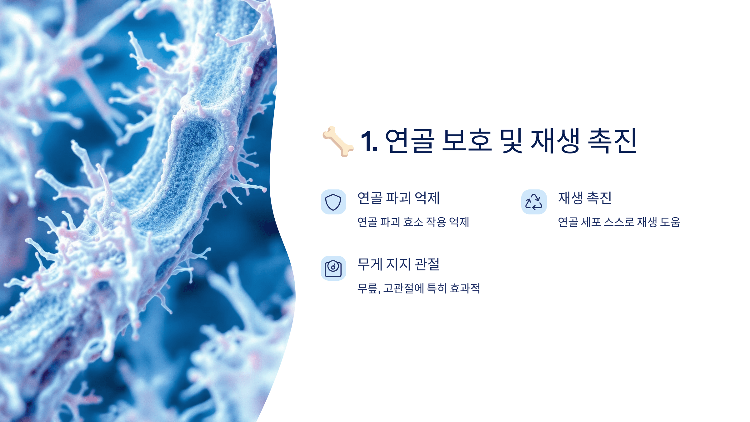 콘드로이친과 관련된 사진입니다.