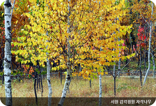 한밭수목원 서원 감각정원 자작나무 이미지/출처: 한밭수목원 홈페이지