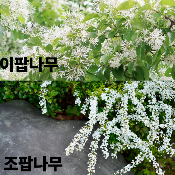 이팝나무 조팝나무 이팝 조팝 차이 구분법 개화시기 설유화 꽃말