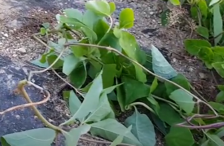 더덕씨앗 파종 시기와 키우는 방법 1