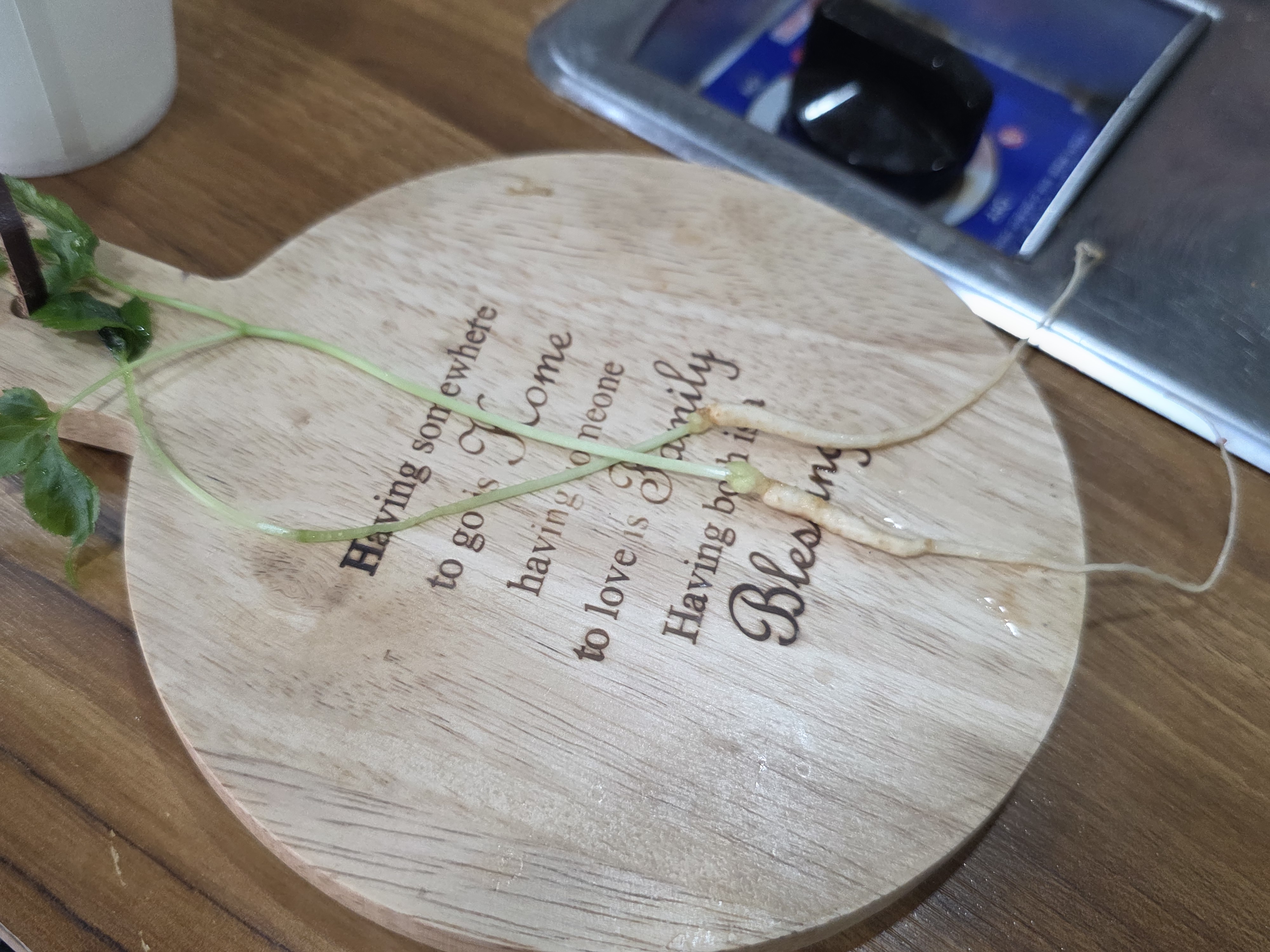 속초 애견동반 식당