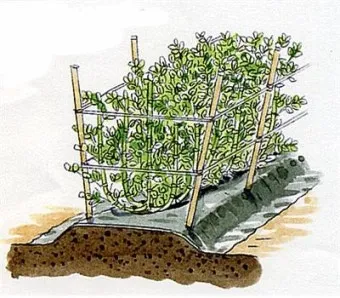 잠두콩 재배 저온 발아 지주 설치 꼬투리 관리_5