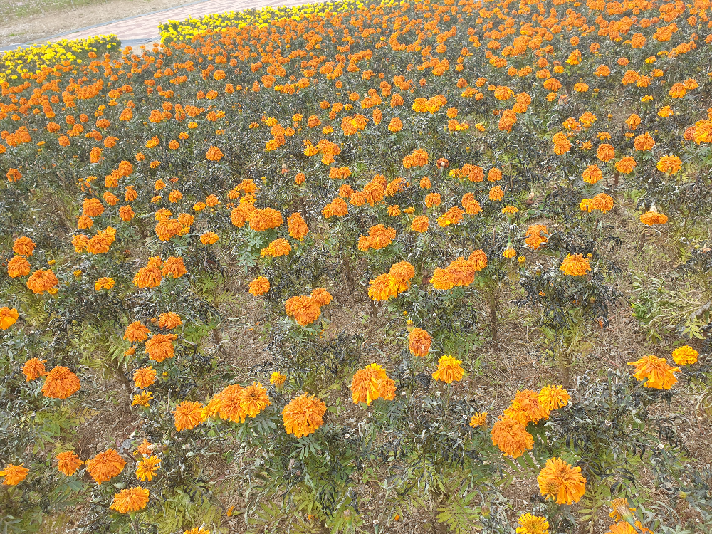 코스모스 이외에도 가을에 피는 꽃들이 있다. 주황색과 노란색 꽃