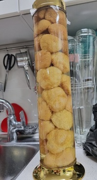 노루궁뎅이버섯
