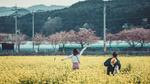 삼척 맹방 유채꽃축제