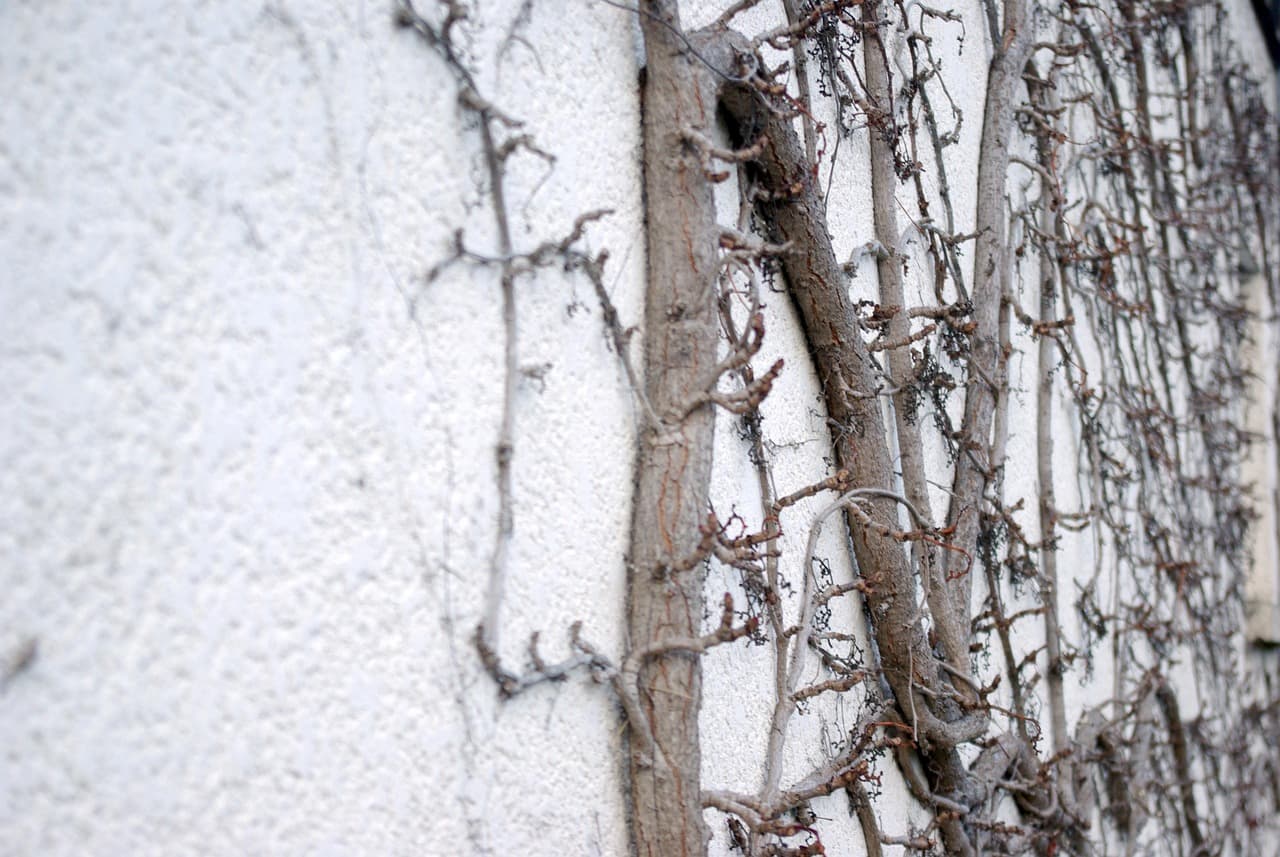 빌딩 외벽을 녹화하는 친환경 솔루션, 도심 속 식물벽(Vertical Garden)