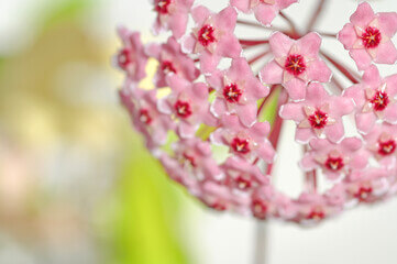 박주가리 효능과 먹는 방법과 부작용에 대해 알아봤습니다.