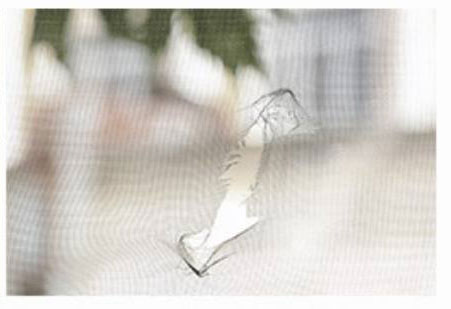 세스코 가정집 비용