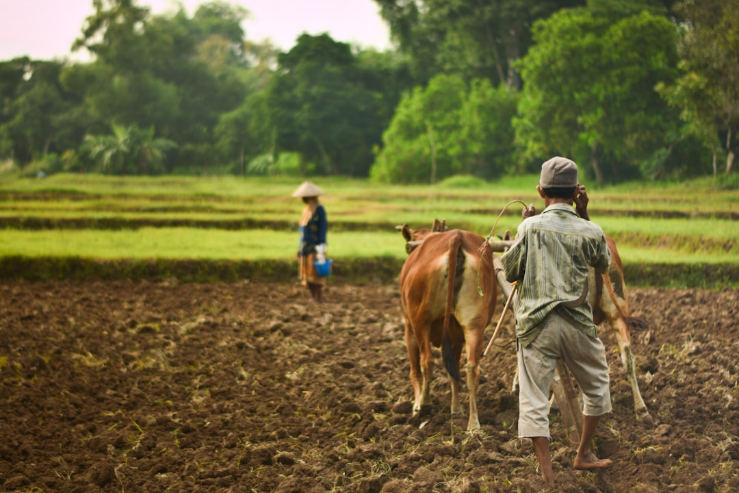 Farmers' pension