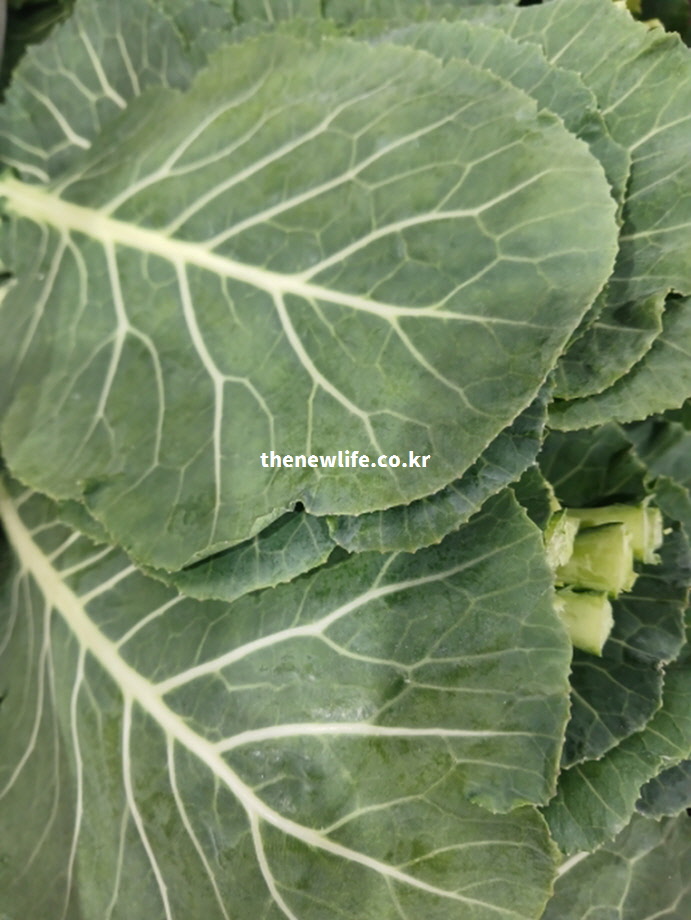 쌈 채소나 녹즙 주스로 활용하기 좋은 신선한 케일 한 단, 4천 년 역사를 가진 슈퍼푸드