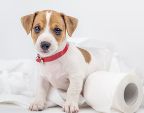 화장실 훈련 강아지