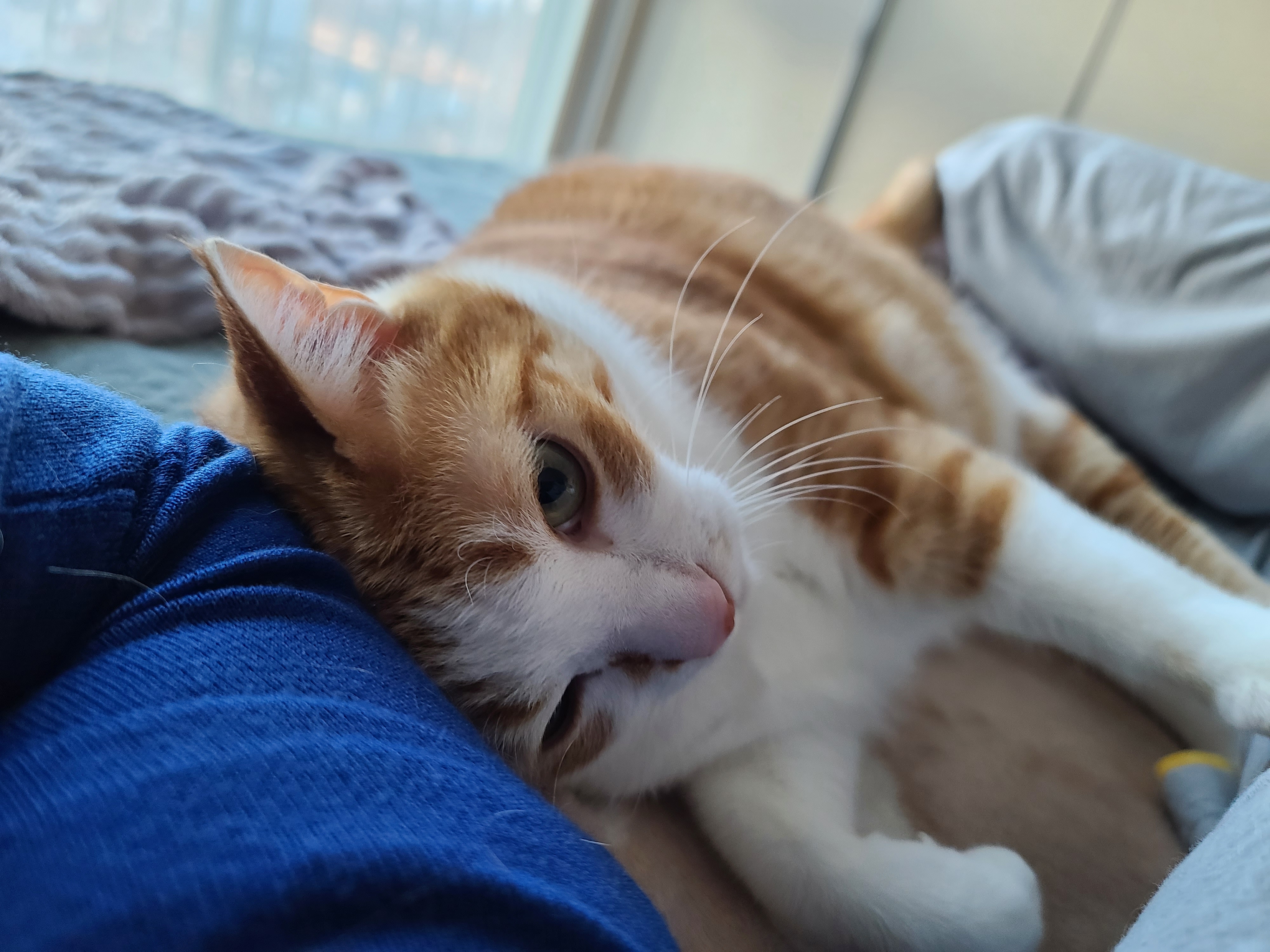 이른 아침 아홉냥이네의 고양이들. 집사가 눈을 떴을때 볼수 있는 사랑스런 고양이들.