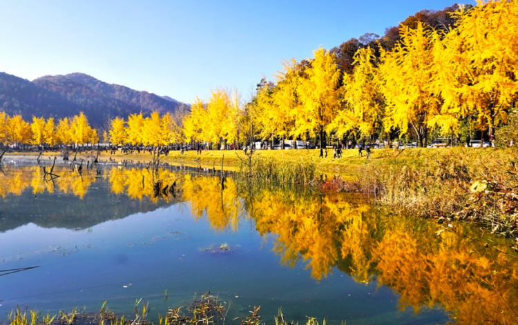 괴산 문광저수지 은행나무길