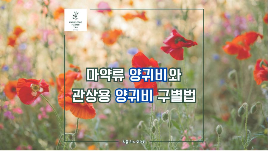 마약류 양귀비와 관상용 양귀비 구별법