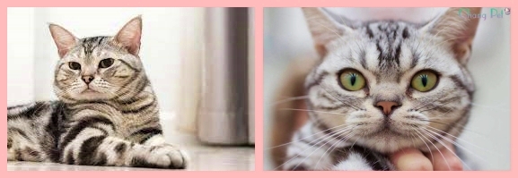 아메리칸 숏헤어