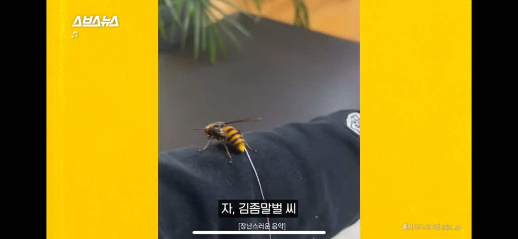 이지섭 말벌 조련