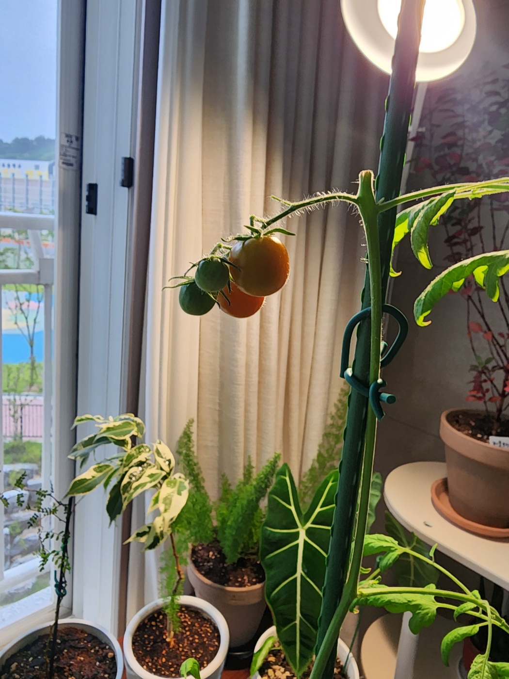 빨갛게 익은 식물등