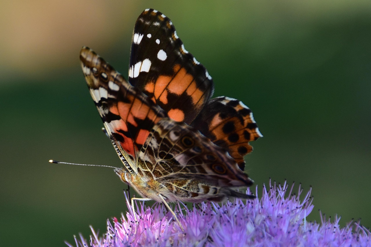 외래종 방사, 방사와 생태계 교란의 연관성, 외래종 방사에 대한 과태료, 일반인이 쉽게 저지를 수 있는 방사 행위