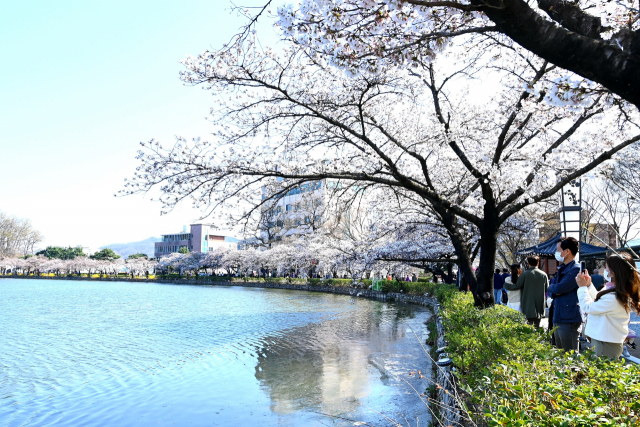 김천-연화지-벚꽃