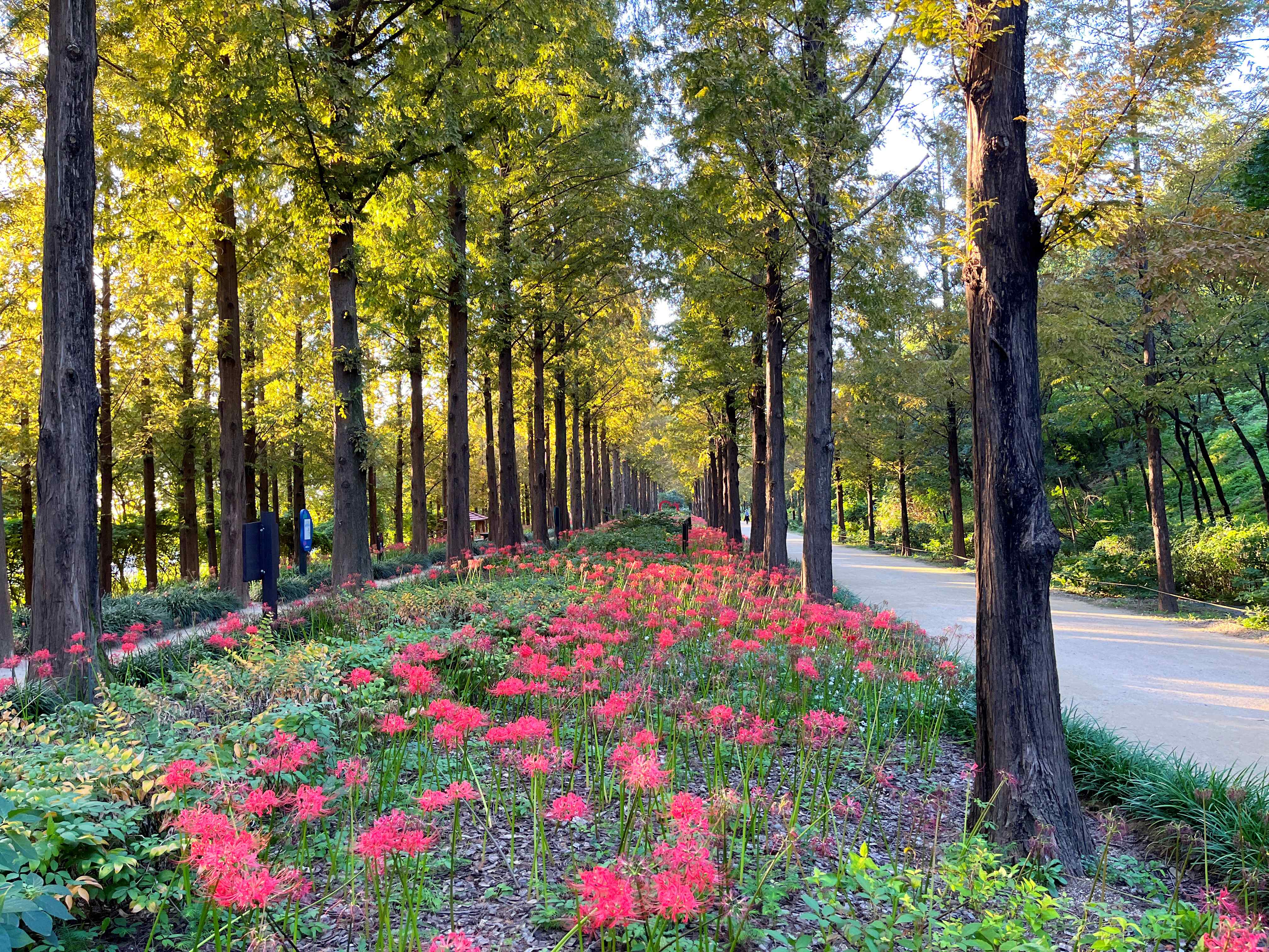 하늘공원 메타세쿼이아길 꽃무릇 시인의 거리